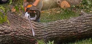 Best Arborist Consultation Services  in Hazlehurst, MS