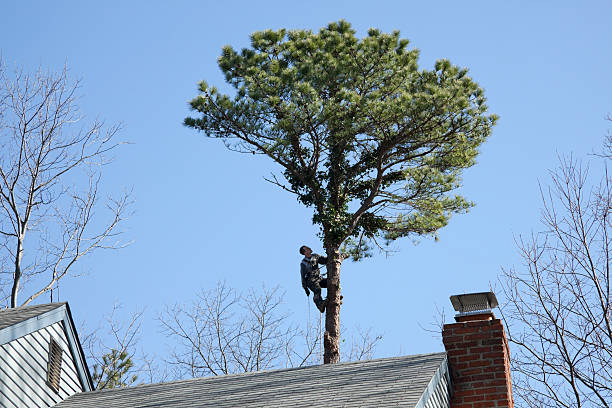 Best Root Management and Removal  in Hazlehurst, MS